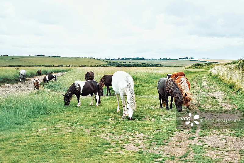 野马在多云天空下，于长满青草的山坡上吃草图片素材