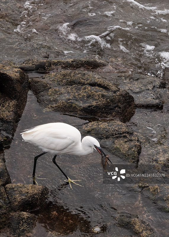 小白鹭在岩石海岸捕食螃蟹图片素材