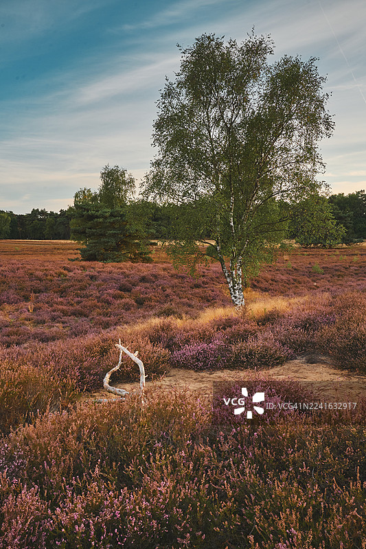 宁静的天空下，广阔的田野上盛开着充满活力的紫色石楠花，点缀着零星的树木图片素材