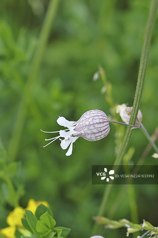 鸽子谷莱姆克劳特、充气莱姆克劳特或普通莱姆克劳特（Silene vulgaris），花，威尔恩斯多夫，北莱茵-威斯特法伦州，德国图片素材