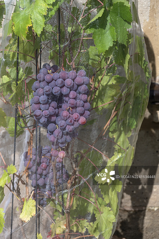 挂着葡萄的葡萄藤,用网防止鸟类啄食,位于巴伐利亚州米特尔弗兰肯的哈恩贝格,德国图片素材