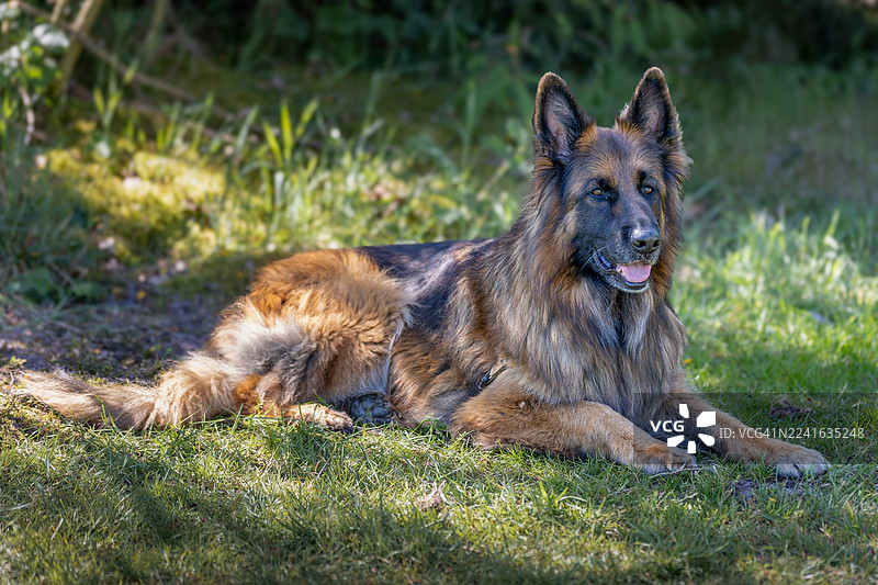 一只雄伟的德国牧羊犬在斑驳的阳光下，悠闲地卧在郁郁葱葱的绿色田野上图片素材