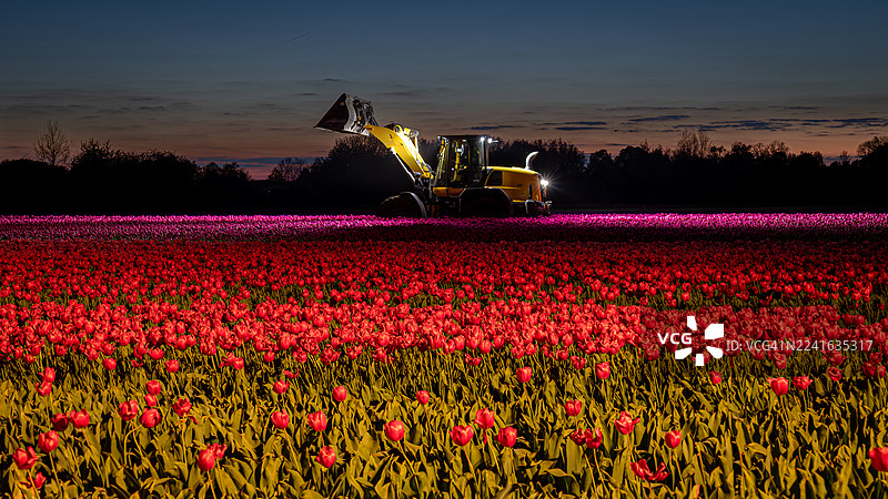 夜幕下，荷兰德温格洛一片生机勃勃的红粉郁金香田被照亮，背景中有一辆黄色拖拉机，天空呈现深邃的暮色。图片素材