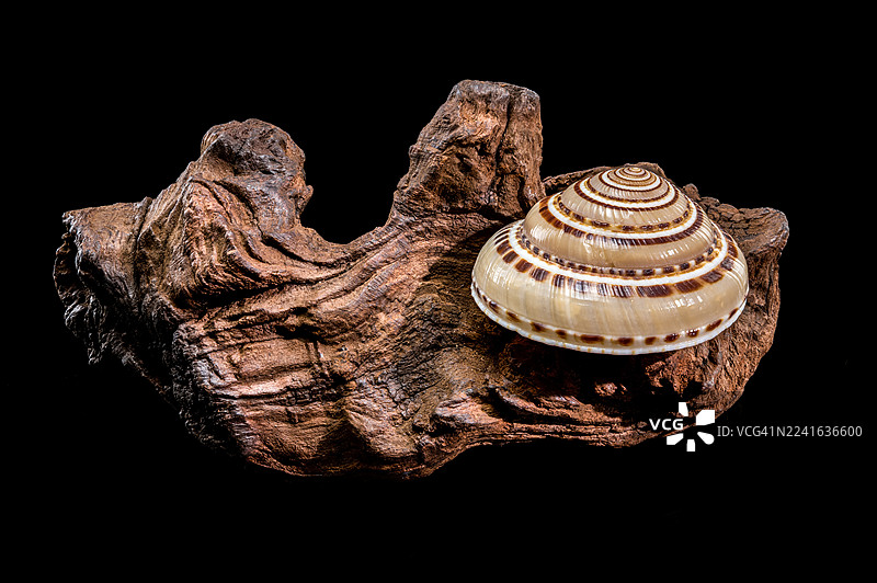 特写镜头，一只装饰性的海螺放在一块浮木上，背景是纯粹的黑色，突出了其自然的纹理和图案图片素材