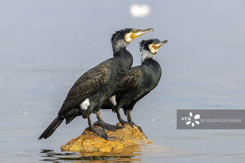 鸬鹚(Phalacrocorax carbo),一对身着羽毛的鸬鹚,在希腊克尔基尼湖的湖中石头上图片素材