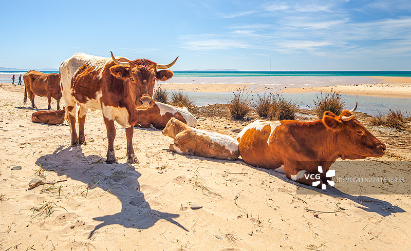 晴朗蓝天下，牛在阳光明媚的日子里，于西班牙塔里法的海边沙滩上休息图片素材