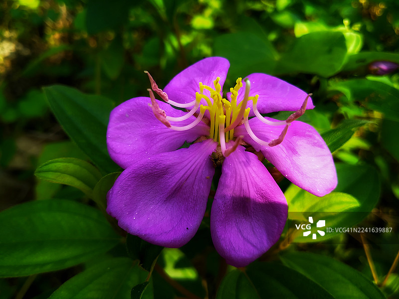 繁茂花园中紫色开花植物的鲜艳特写图片素材