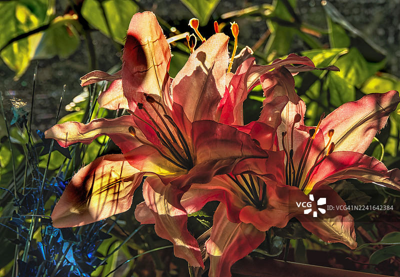 阳光沐浴下，一朵生机勃勃的百合花特写，半透明的花瓣，展现出精致的细节和丰富的色彩图片素材