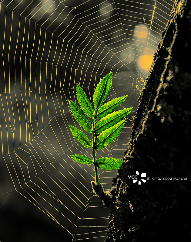 深色阳光背景下，生机勃勃的绿叶与精致的蜘蛛网的特写，展现了大自然的精巧之美。图片素材