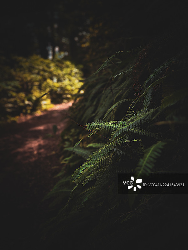 茂密幽暗的森林中，鲜绿的蕨类植物叶片特写，背景是模糊的小径图片素材