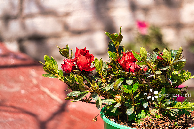 阳光下，绿色花盆里鲜艳的红色花朵绽放，展现着自然之美图片素材