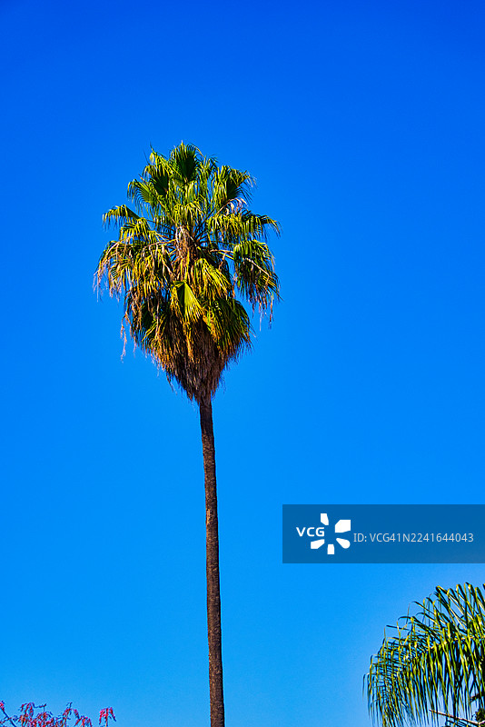 晴朗的阳光下，仰视一棵高大的棕榈树，背景是清澈湛蓝的天空。图片素材