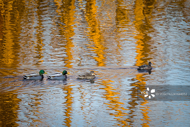 四只鸭子在平静的湖面上游泳，湖面映照着金色的倒影图片素材