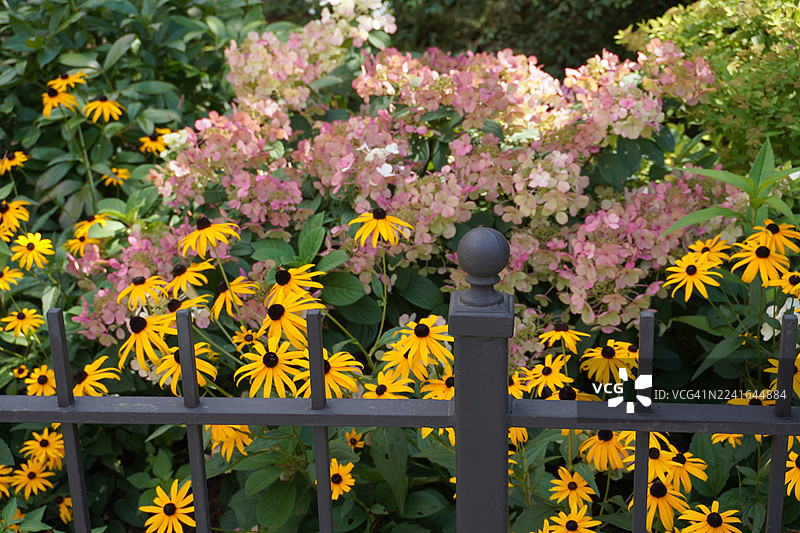 花园里，硫磺色的黑眼苏珊和粉红色的绣球花在铸铁围栏后绽放图片素材