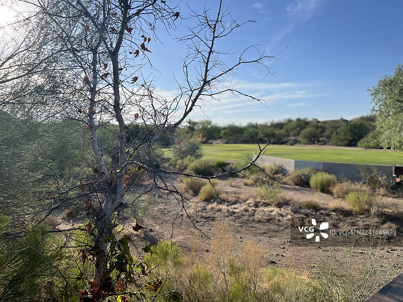 斯科茨代尔，美国，美国，前景有树的田野的风景，背景是明亮的蓝天图片素材