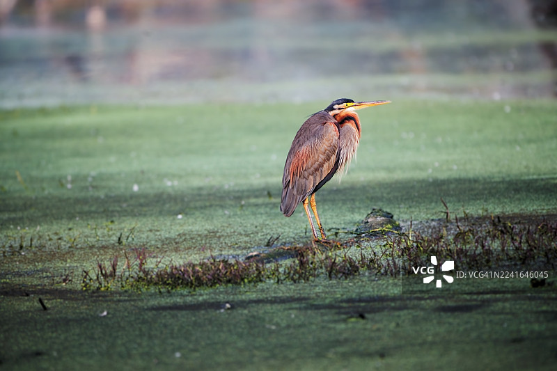一只充满活力的紫鹭在葱郁的绿色湿地中警觉地站立着，沐浴在自然光下图片素材