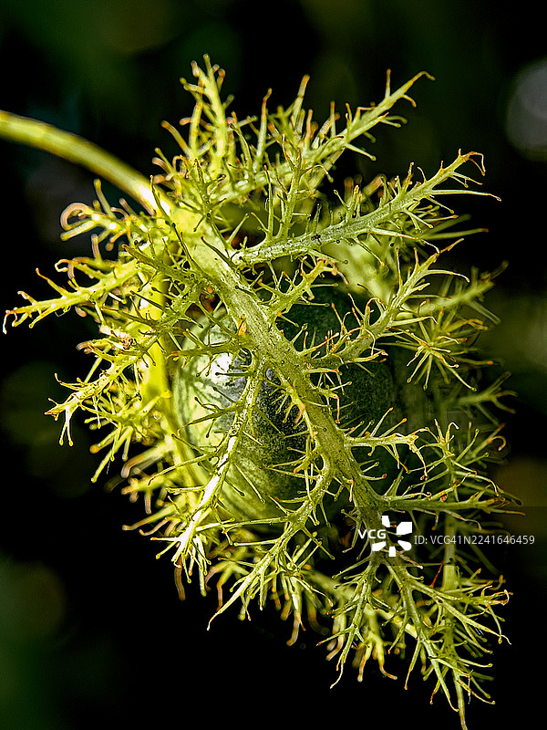 特写镜头，展示了一株绿色热带植物，其表面纹理细腻，在深色背景下凸显了其错综复杂的细节。图片素材