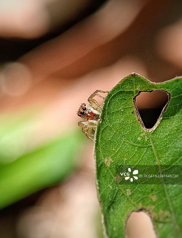 一只微小的跳蛛从带有心形孔的绿叶后探出头来的特写图片素材