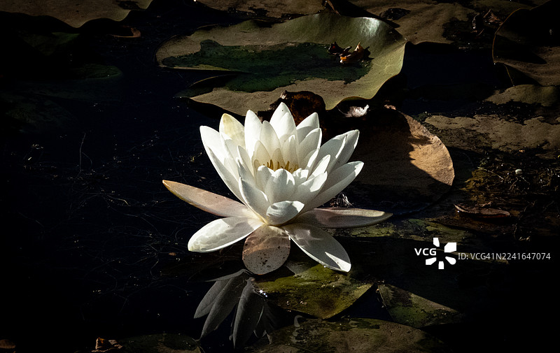 深色池塘中绽放的白色睡莲特写，伴随着睡莲叶，突显其宁静之美图片素材