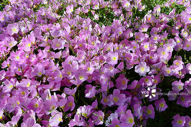 阳光明媚的花园里，娇嫩的粉色开花植物的鲜艳全景拍摄图片素材
