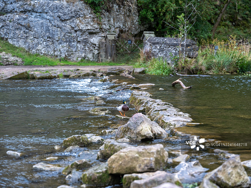 风景如画的河流，一只绿头鸭站在石板路上，周围环绕着茂密的绿植和岩石悬崖图片素材