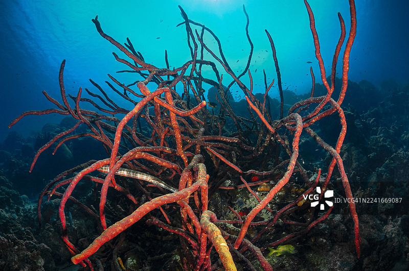 加勒比海洋生物，包括海针和绳状海绵图片素材