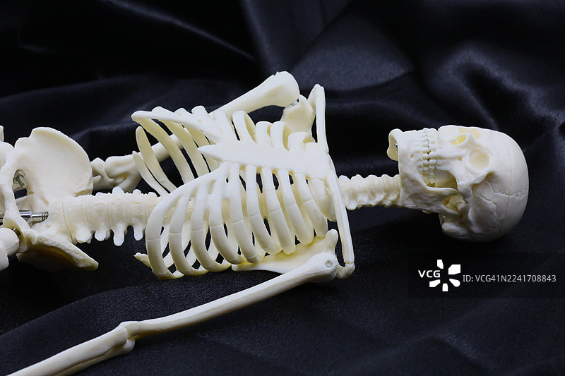骷髅展示，用于解剖学的人体骨骼模型图片素材
