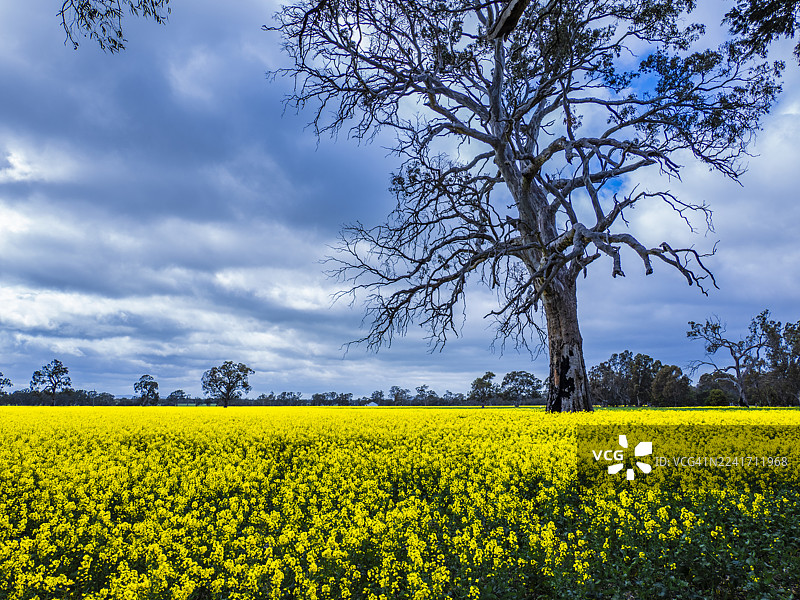 格兰皮恩斯，维多利亚州西部地区图片素材