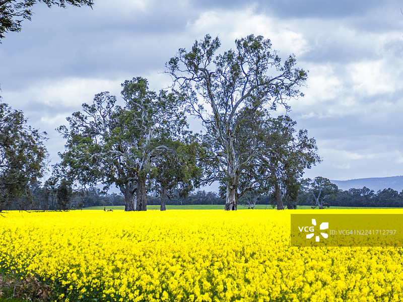 格兰皮恩斯，西部区，维多利亚州图片素材