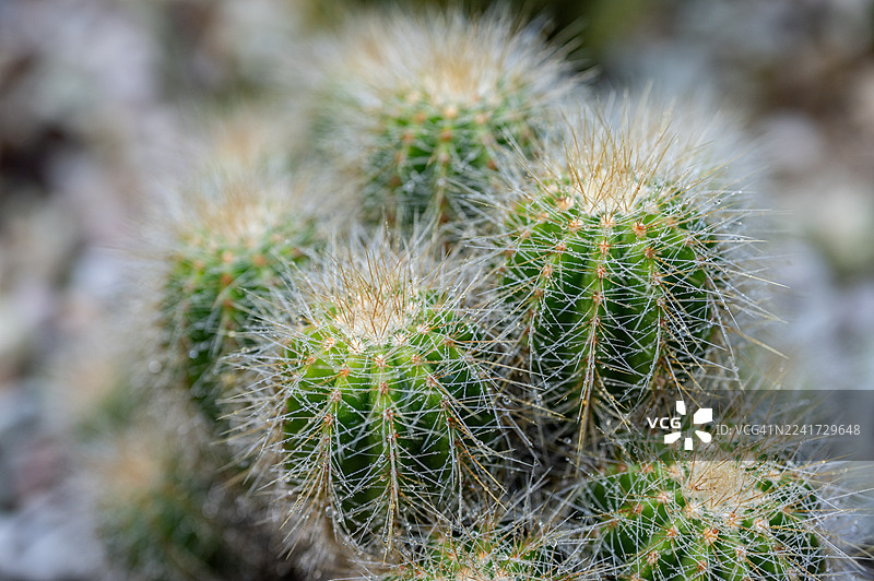 金灯台柱（或称帕罗迪亚·莱宁豪斯ii仙人掌）的特写。图片素材
