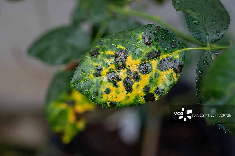 黄玫瑰叶片上的黑点。黑斑病是一种影响玫瑰的真菌病（Diplocarpon rosae）。图片素材