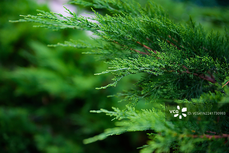 用于圣诞节日装饰的小柏树。图片素材