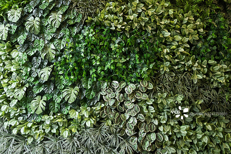 建筑外墙上的仿真植物叶子塑料板图片素材