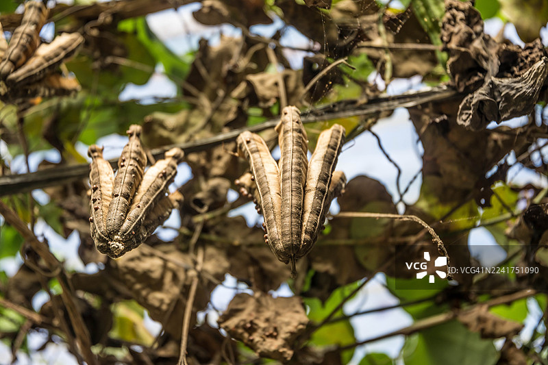 狭叶马兜铃图片素材
