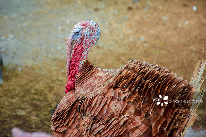 印度尼西亚北苏门答腊省卡罗地区农场饲养的火鸡图片素材