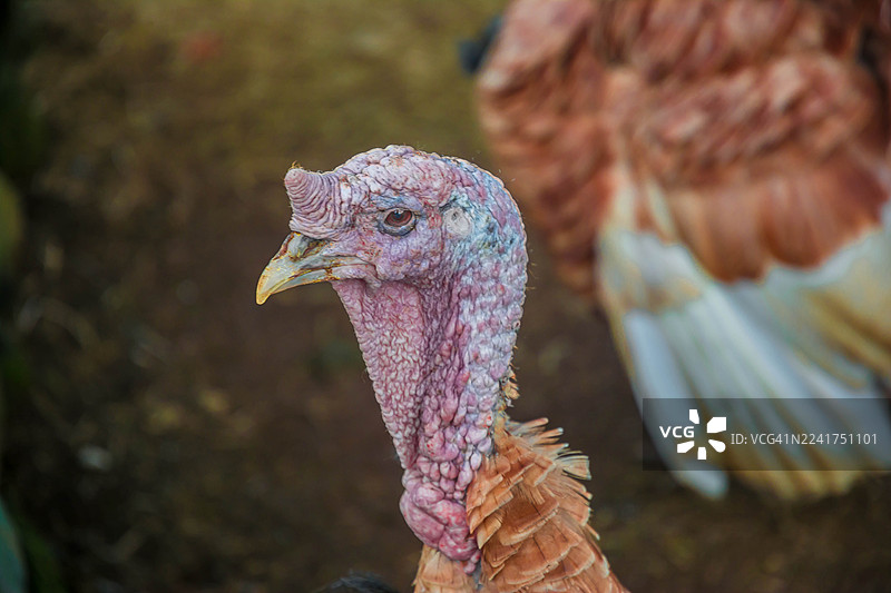 印度尼西亚北苏门答腊省卡罗地区农场的火鸡图片素材