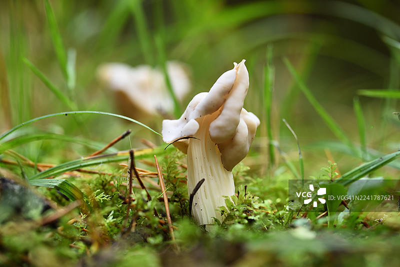 白鬼伞图片素材