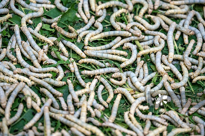 泰国桑蚕微距图，用于丝绸生产图片素材