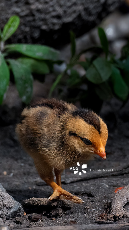 比勒费尔德巴恩海默和桑德海默鸡雏在食物源中图片素材