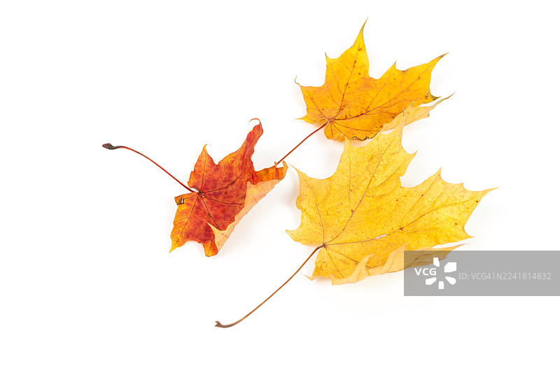 黄红色枫叶，白色背景孤立图片素材