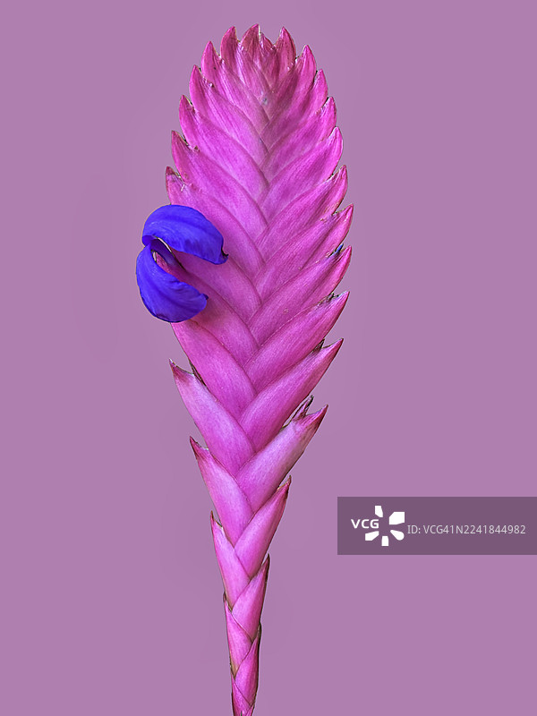 凤梨花（Tillandsia cyanea）特写，美丽的粉红色图片素材