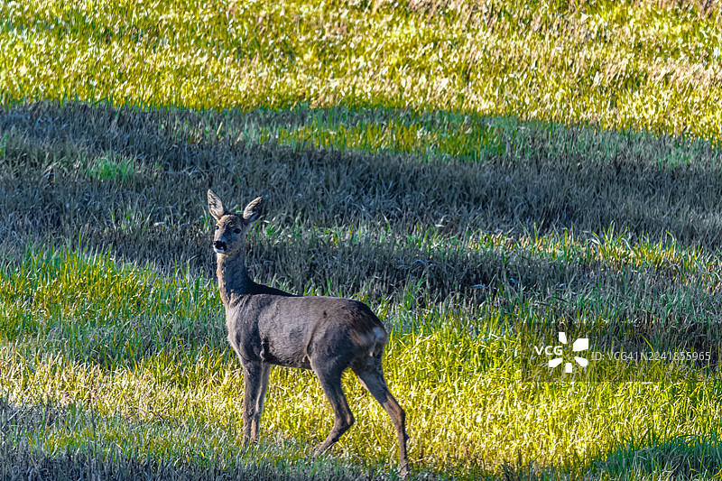 一只非常警惕的鹿妈妈，她的双胞胎宝宝藏在草丛中，她时刻警惕着周围的任何声音图片素材