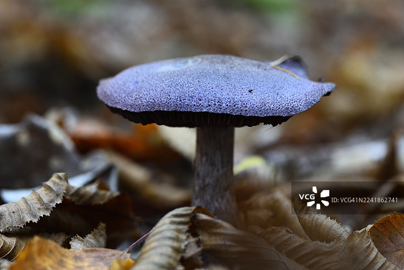 Cortinarius violaceus图片素材