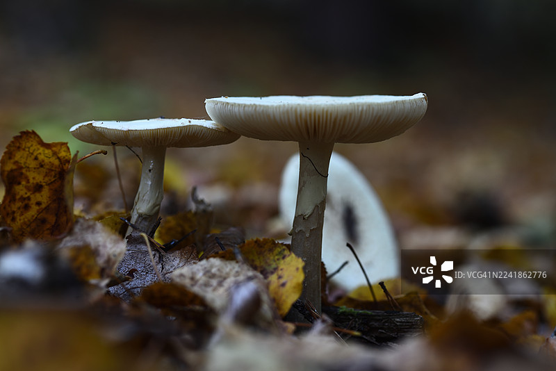 Amanita citrina图片素材