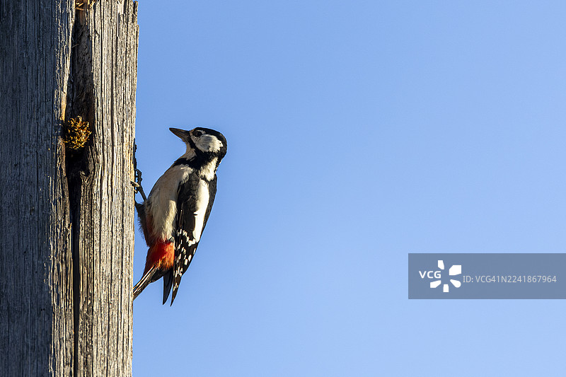 啄木鸟图片素材