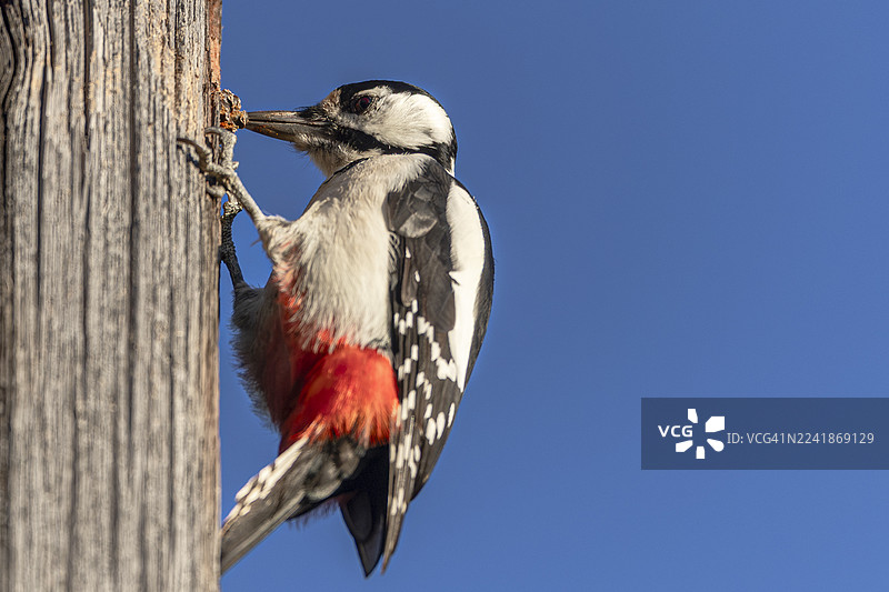 啄木鸟特写图片素材