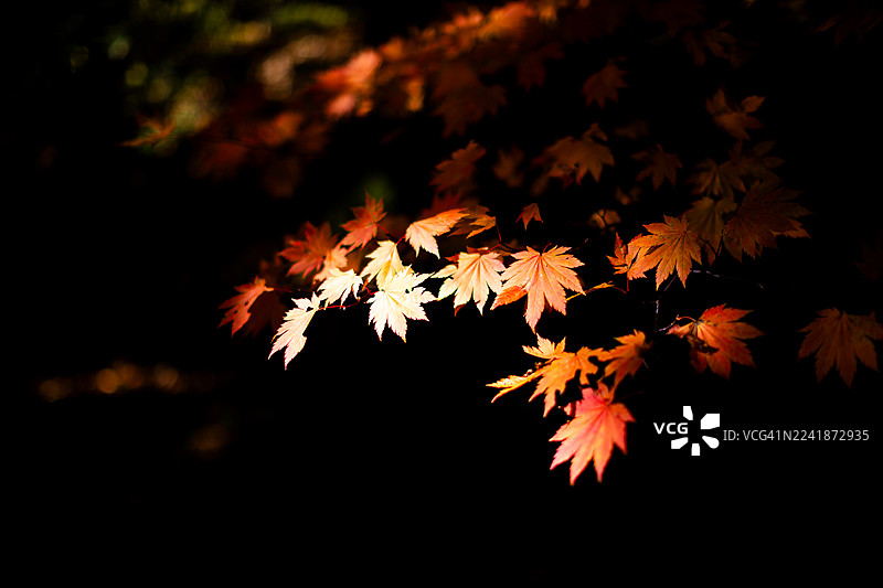 秋叶的宁静图片素材