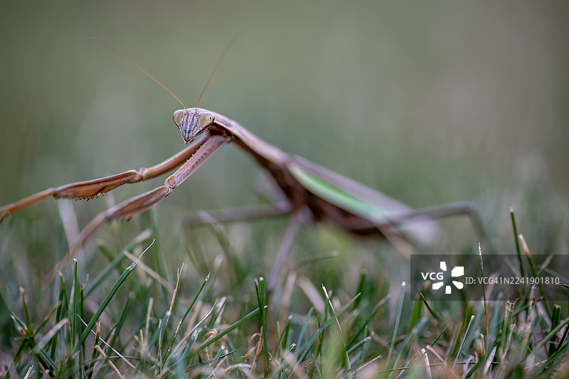 草坪上的中国大刀螳图片素材