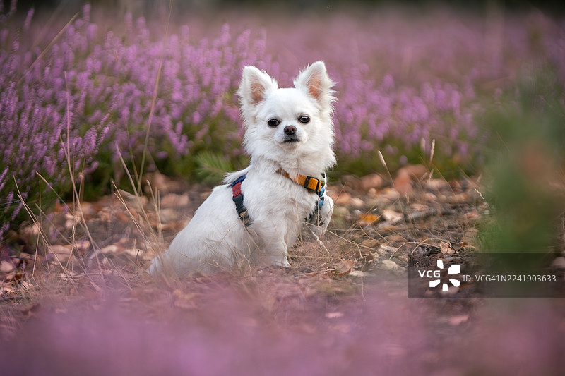 一只白色的长毛吉娃娃犬坐在荒原上图片素材