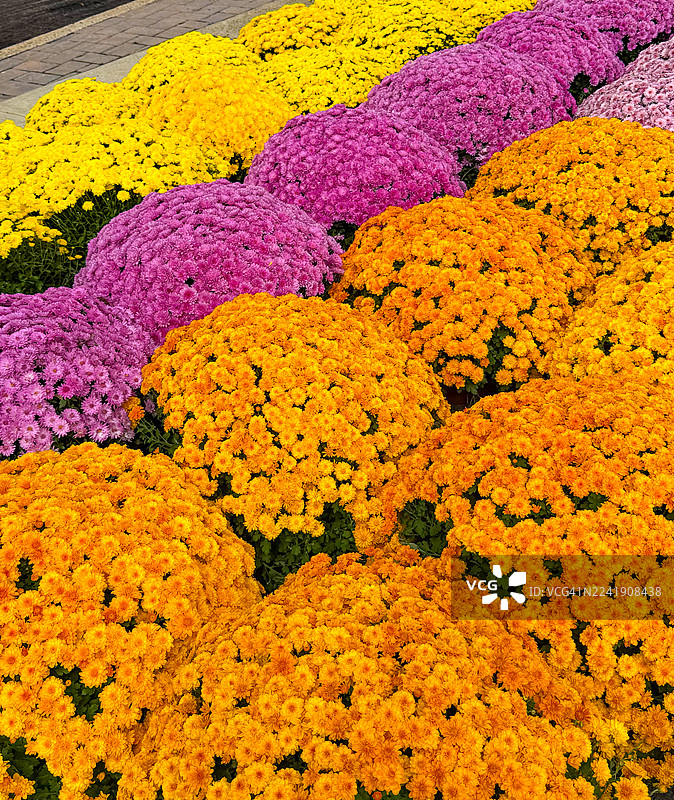 秋季待售的菊花盆栽图片素材